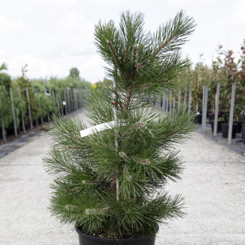 Pin noir d'Autriche - Pinus nigra nigra (Plant habit)