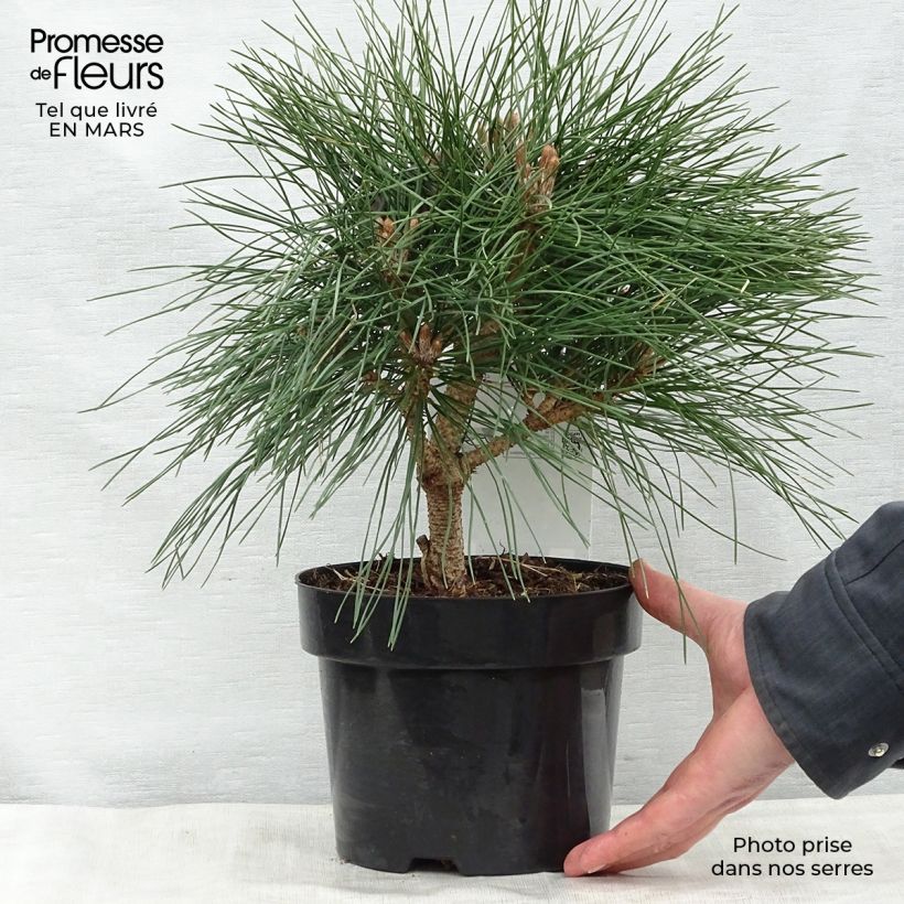 Spécimen de Pinus nigra Pierrick Brégeon  - Pin noir Pot de 2L/3L tel que livré au printemps