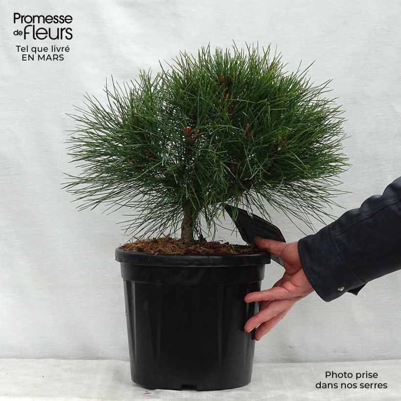 Spécimen de Pinus nigra Pierrick Brégeon  - Pin noir Pot de 7,5L/10L tel que livré au printemps