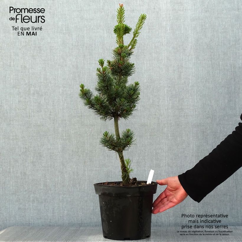 Spécimen de Pinus parviflora Azumi Goye - Pin blanc du Japon                     Pot de 7,5L/10L tel que livré au printemps