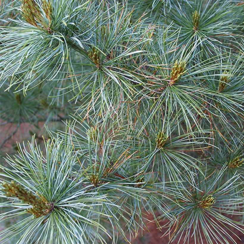 Pin blanc du Japon - Pinus parviflora Bergman                       (Foliage)