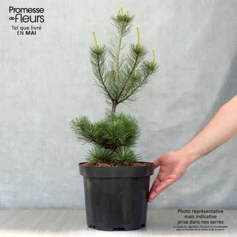 Spécimen de Pinus parviflora Glauca - Pin blanc du Japon Pot de 4L/5L tel que livré au printemps