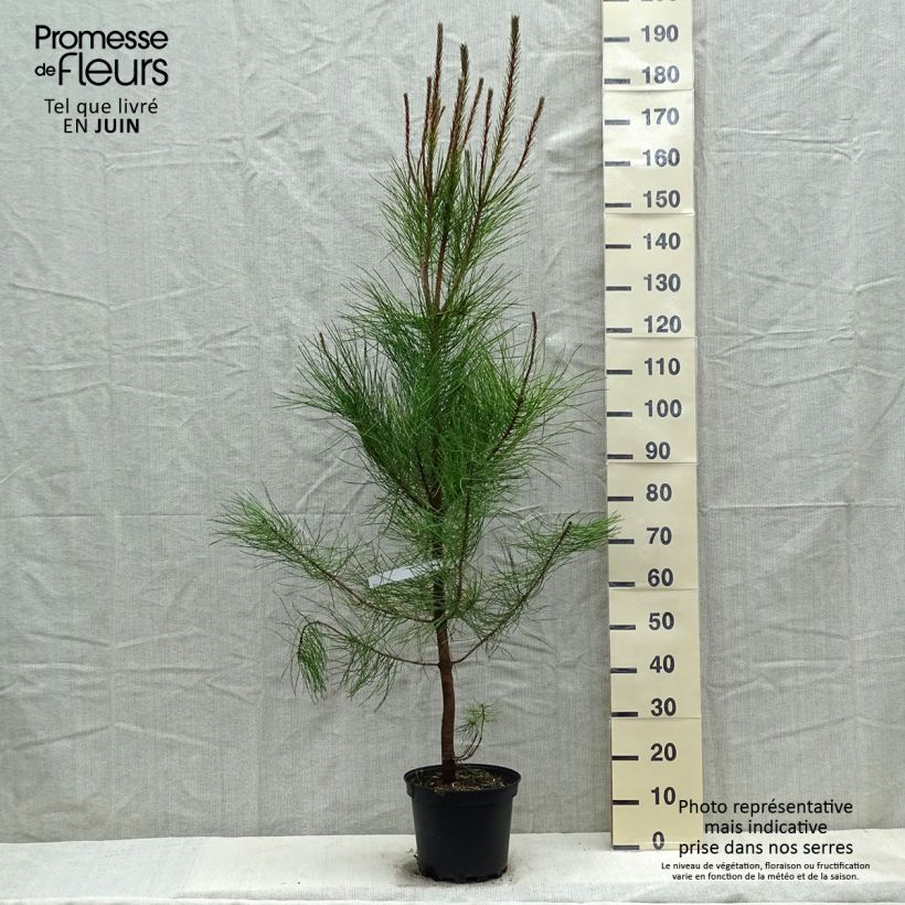 Example of Pinus pinaster - Pin maritime Pot de 7,5L/10L as you get in printemps