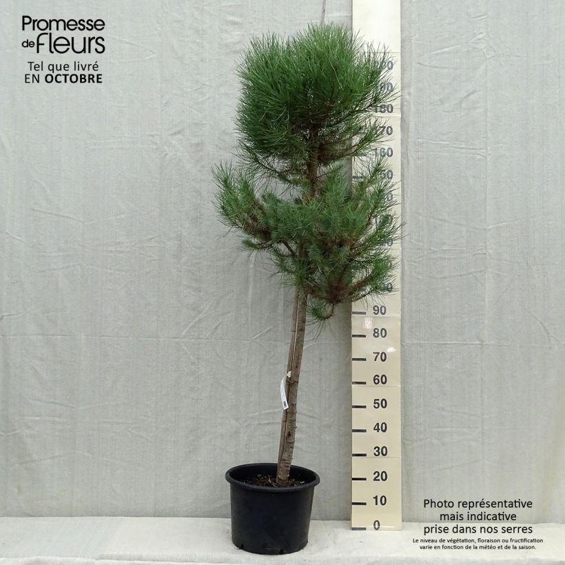 Spécimen de Pinus pinea - Pin parasol Pot de 20L/25L, Tige, Tige 10/12 tel que livré en automne