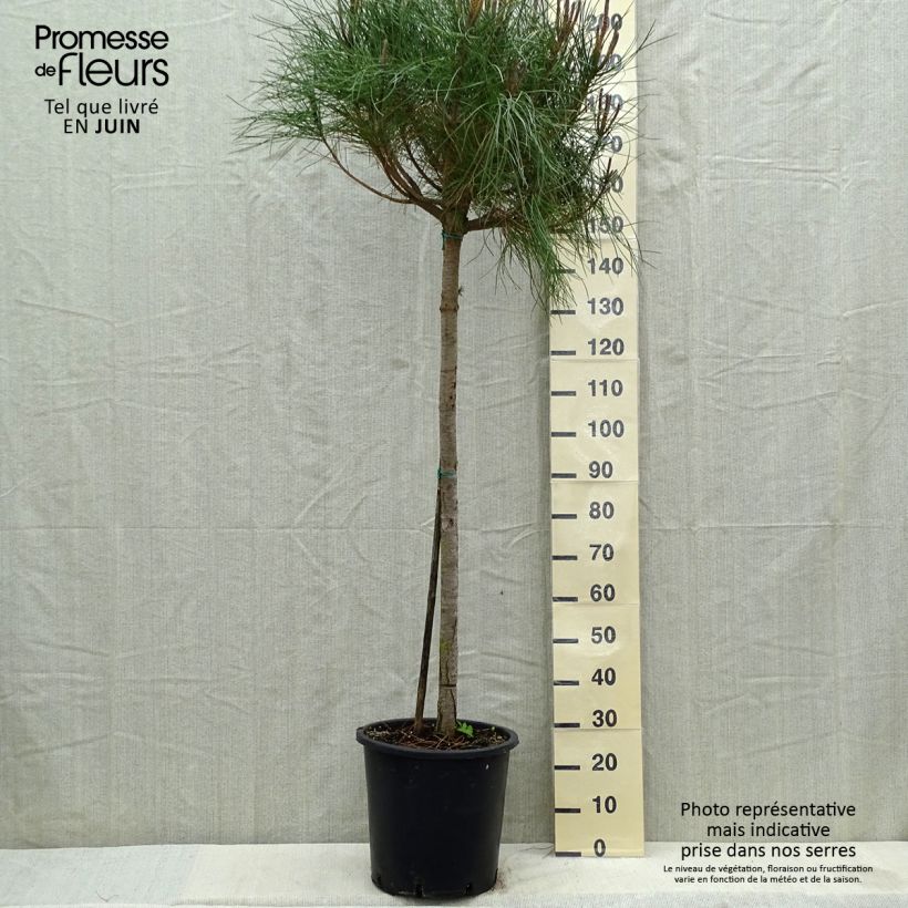 Spécimen de Pinus pinea - Pin parasol Pot de 30L/35L, Tige, Tige 10/12 tel que livré au printemps