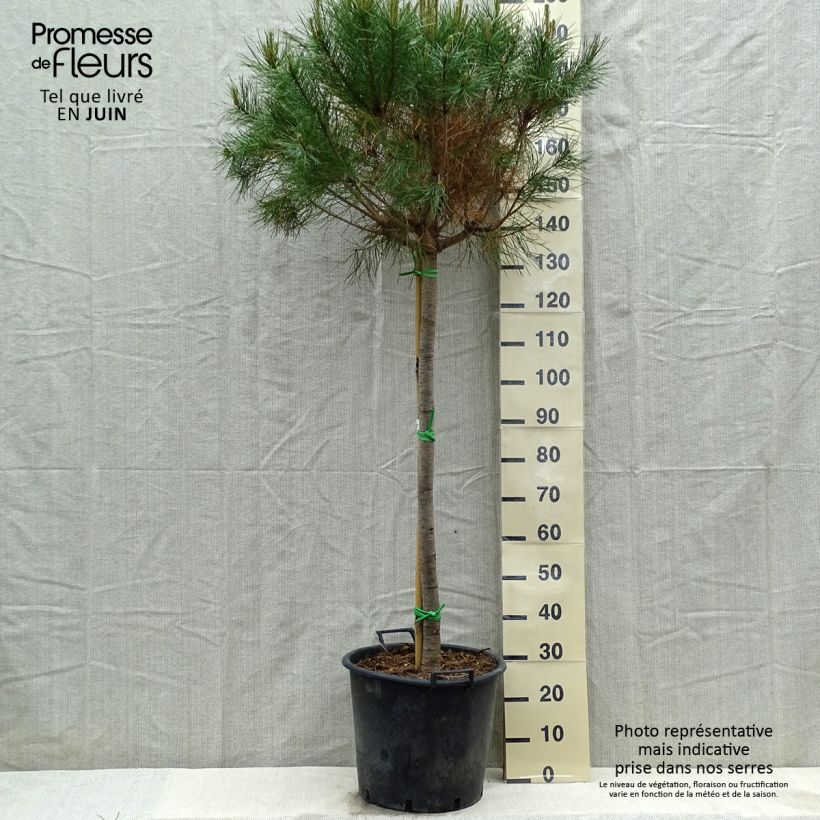 Spécimen de Pinus pinea - Pin parasol Pot de 50L/55L, Tige, TIge 12/14 tel que livré au printemps