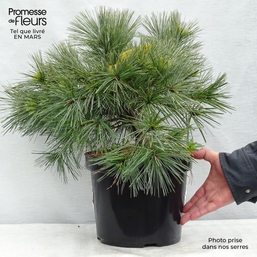 Spécimen de Pinus strobus Minima - Pin de Weymouth Pot de 7,5L/10L tel que livré au printemps