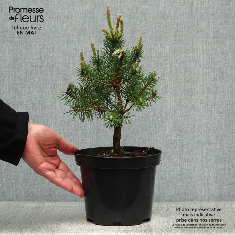 Spécimen de Pin sylvestre nain - Pinus sylvestris Sandringham               Pot de 2L/3L tel que livré au printemps