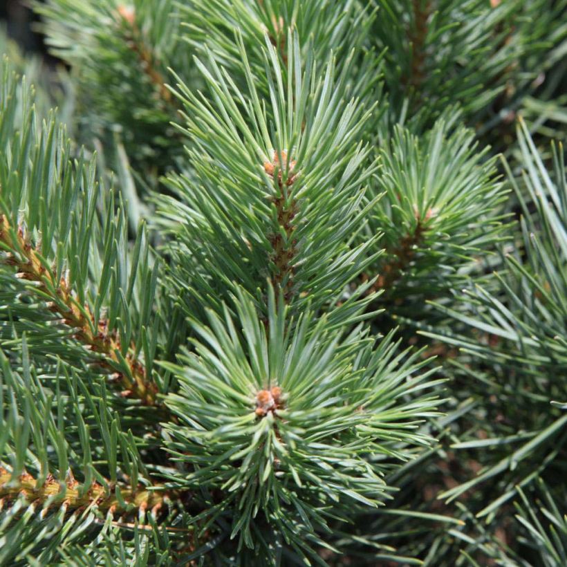 Pinus sylvestris Watereri - Pin sylvestre (Foliage)