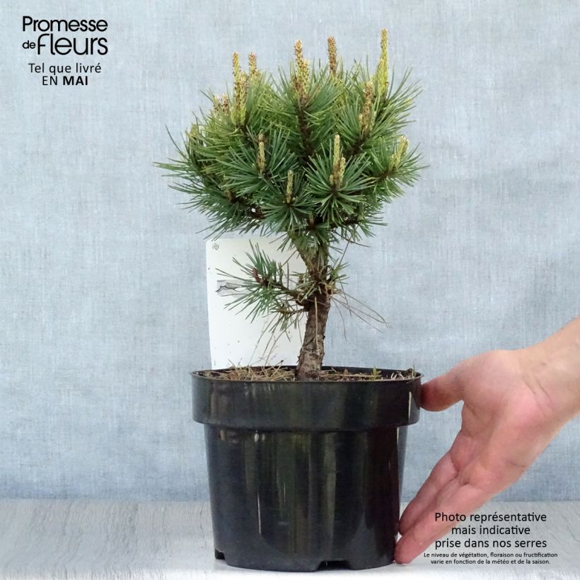 Example of Pinus sylvestris Watereri - Pin sylvestre Pot de 2L/3L as you get in printemps