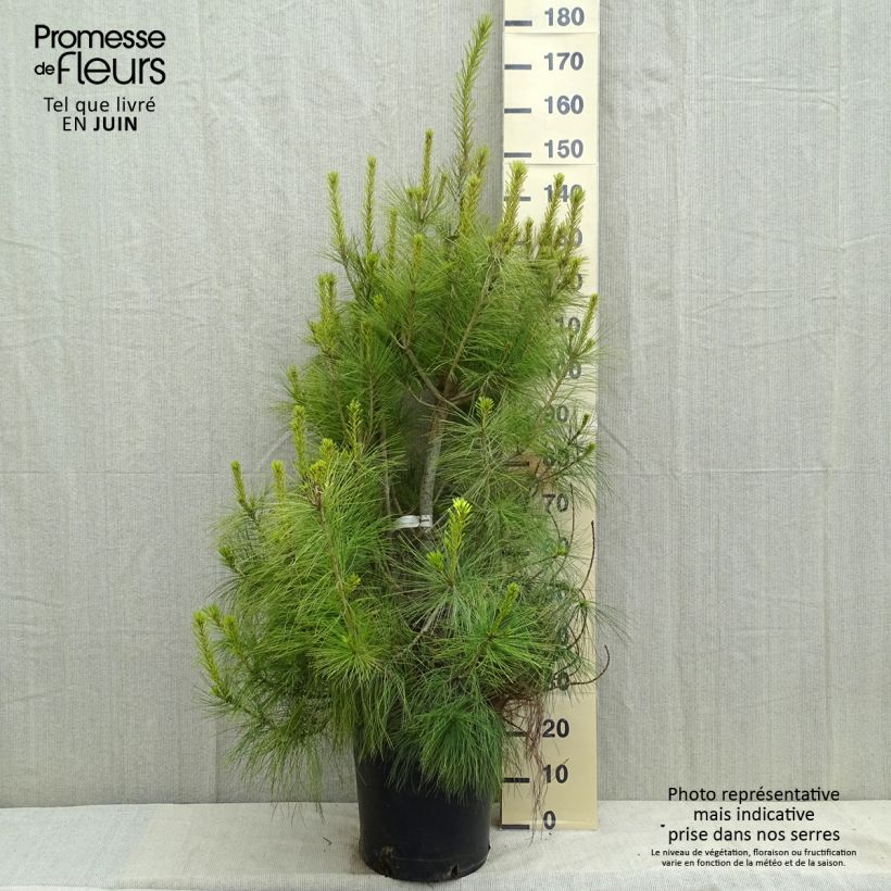 Example of Pinus wallichiana - Pinus griffithii - Pin pleureur de l'Himalaya  Pot de 18L/20L as you get in printemps