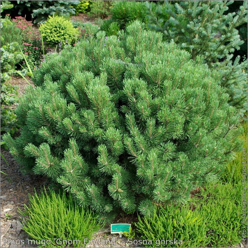 Pin de montagne - Pinus mugo Gnom (Plant habit)