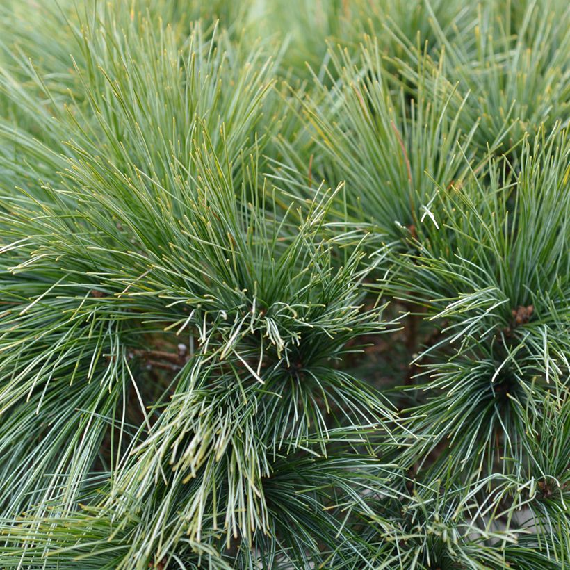 Pin de Weymouth nain - Pinus strobus Radiata (Foliage)