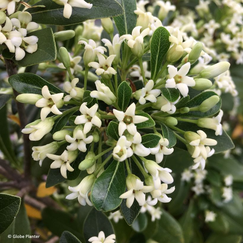 Pittosporum Green Mound (Floraison)