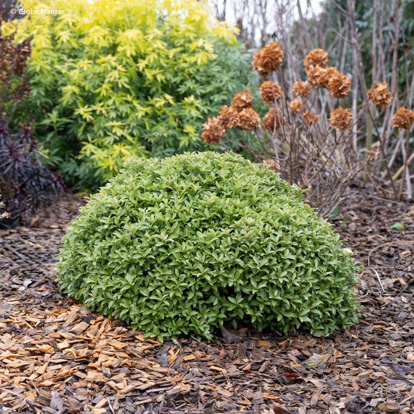 Pittosporum Orbitea - Pittosporum à petites feuilles (Plant habit)