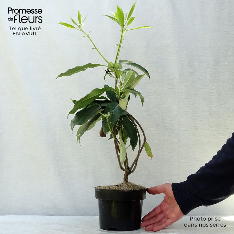Example of Pittosporum daphniphylloides Pot de 2L/3L as you get in printemps