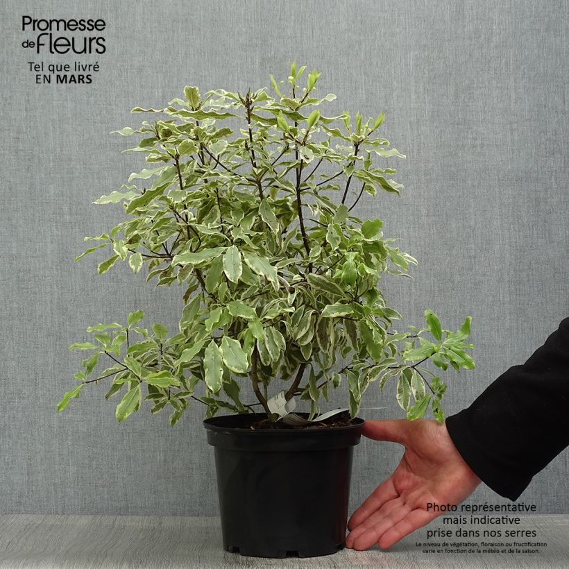 Example of Pittosporum eugenoides Variegatum Pot de 3L/4L as you get in printemps