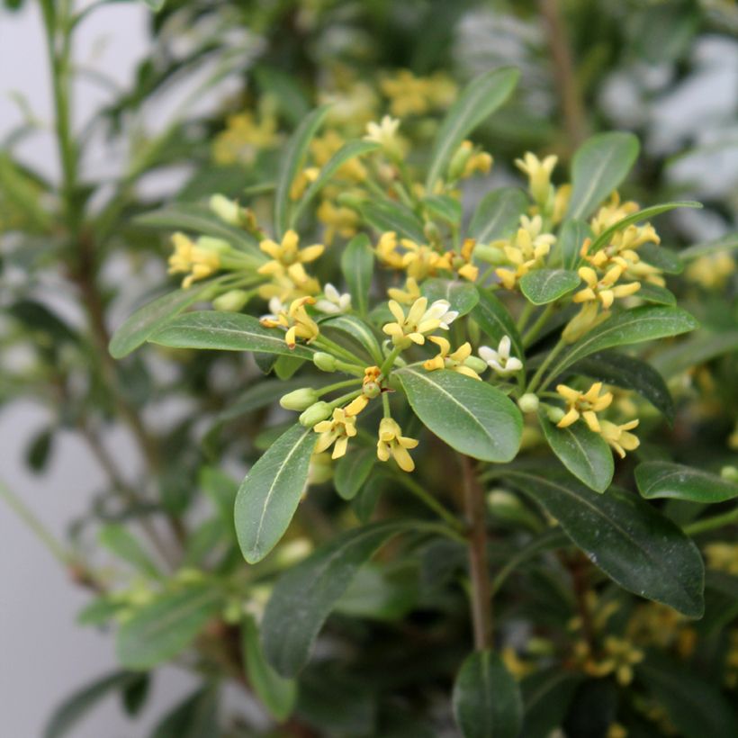Pittosporum Green Mound (Feuillage)