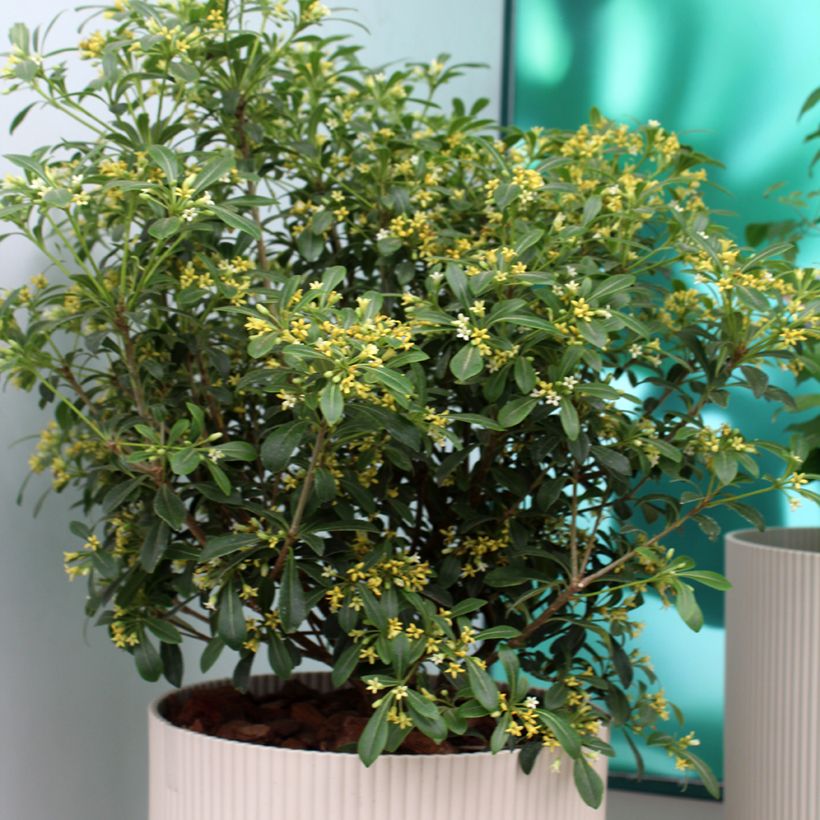 Pittosporum Green Mound (Port)