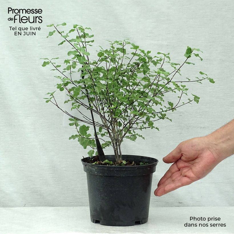 Spécimen de Pittosporum tenuifolium Abbotsbury Gold Pot de 2L/3L tel que livré en été