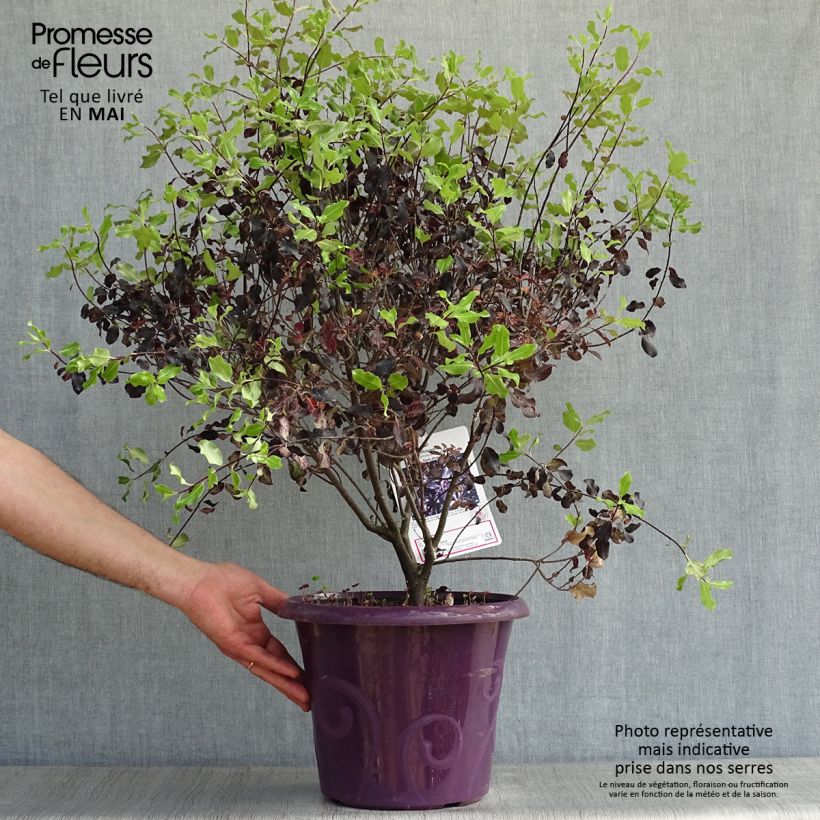 Spécimen de Pittosporum tenuifolium Dark Diva - Pittospore à petites feuilles Pot de 4L/5L tel que livré au printemps