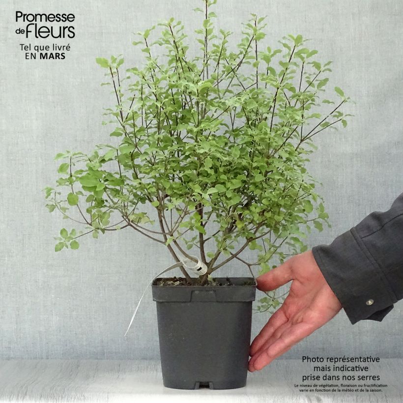 Spécimen de Pittosporum tenuifolium Emerald Dome Pot de 2L/3L tel que livré au printemps