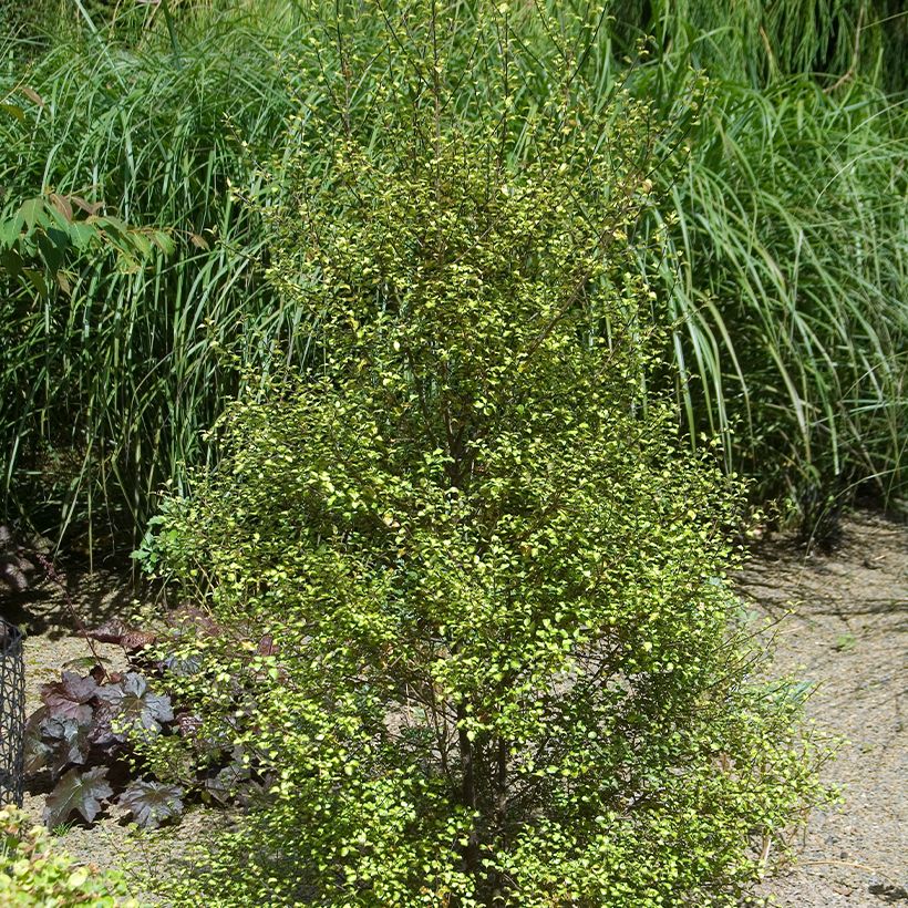 Pittosporum tenuifolium Green Elf (Plant habit)
