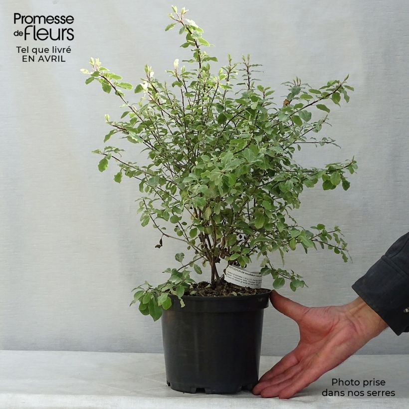 Spécimen de Pittosporum tenuifolium Irene Patterson Pot de 2L/3L tel que livré au printemps
