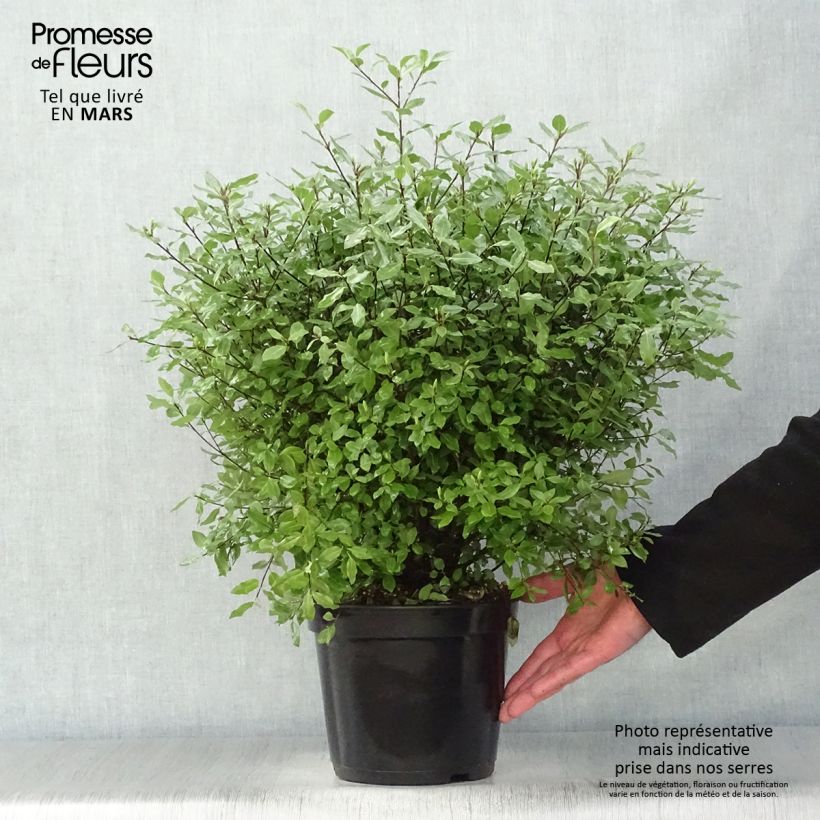 Spécimen de Pittosporum tenuifolium Midget Pot de 2L/3L tel que livré au printemps