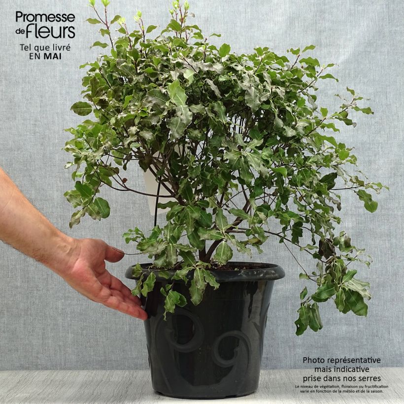 Spécimen de Pittosporum tenuifolium Purpureum - Pittosporum à petites feuilles Pot de 7,5L/10L tel que livré au printemps