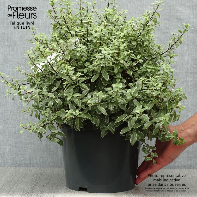 Spécimen de Pittosporum tenuifolium Silver Ball Pot de 7,5L/10L, Boule, Boule 30/40 tel que livré en été