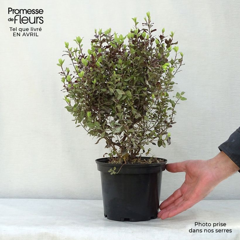 Spécimen de Pittosporum tenuifolium Tom Thumb - Pittosporum à petites feuilles Pot de 2L/3L tel que livré au printemps