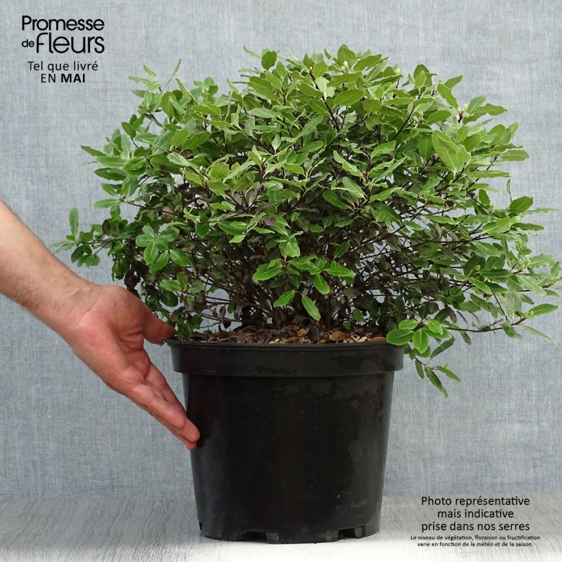 Spécimen de Pittosporum tenuifolium Tom Thumb - Pittosporum à petites feuilles Pot de 6L/7L tel que livré au printemps