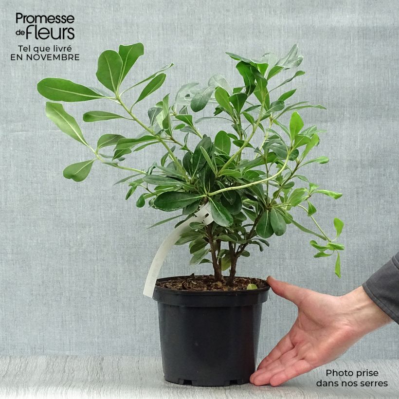 Spécimen de Pittosporum tobira - Pittospore du Japon Pot de 2L/3L tel que livré en automne