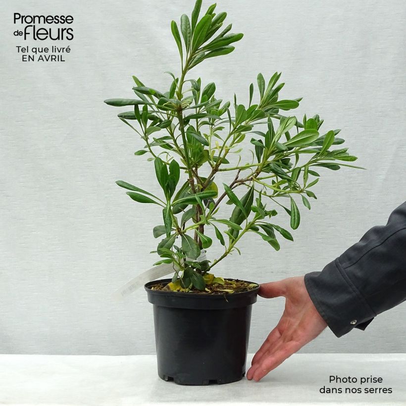 Example of Pittosporum tobira - Pittospore du Japon Pot de 2L/3L as you get in printemps