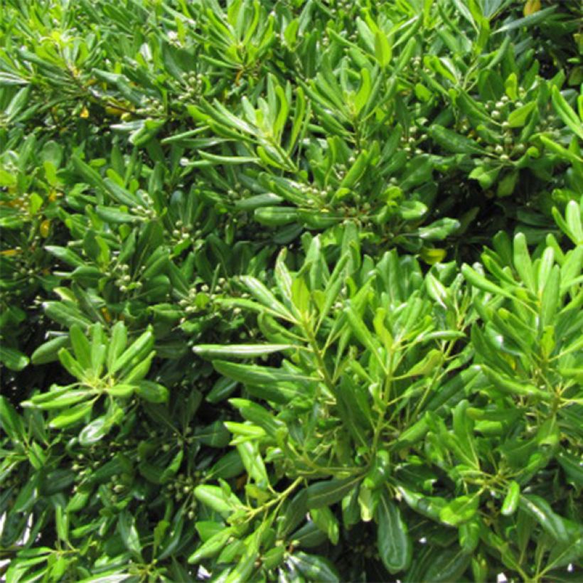 Pittosporum tobira - Pittospore du Japon (Foliage)