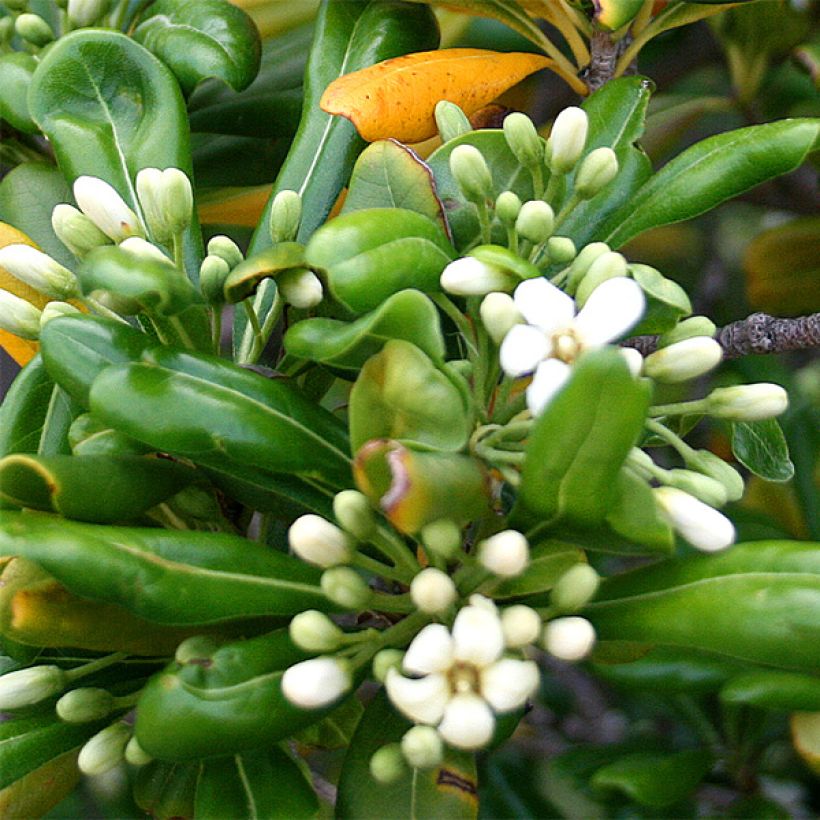 Pittosporum tobira - Pittospore du Japon (Flowering)