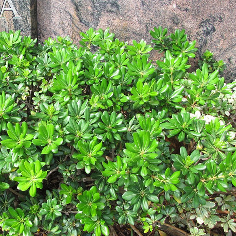 Pittosporum tobira - Pittospore du Japon (Plant habit)