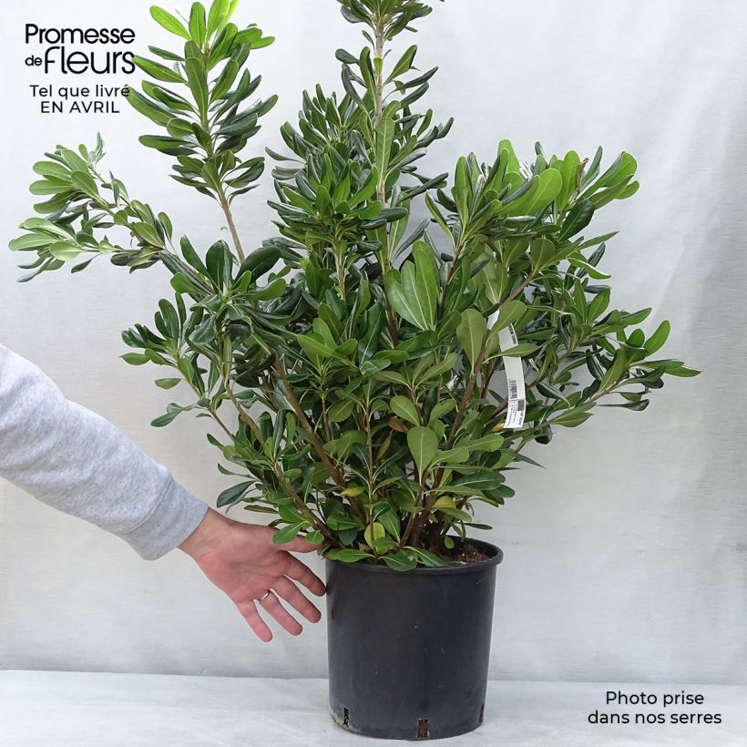 Example of Pittosporum tobira - Pittospore du Japon Pot de 7,5L/10L as you get in printemps