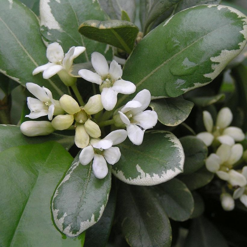 Pittosporum tobira Variegatum (Flowering)