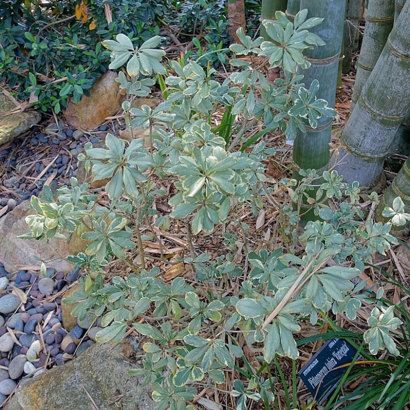 Pittosporum tobira Variegatum (Plant habit)