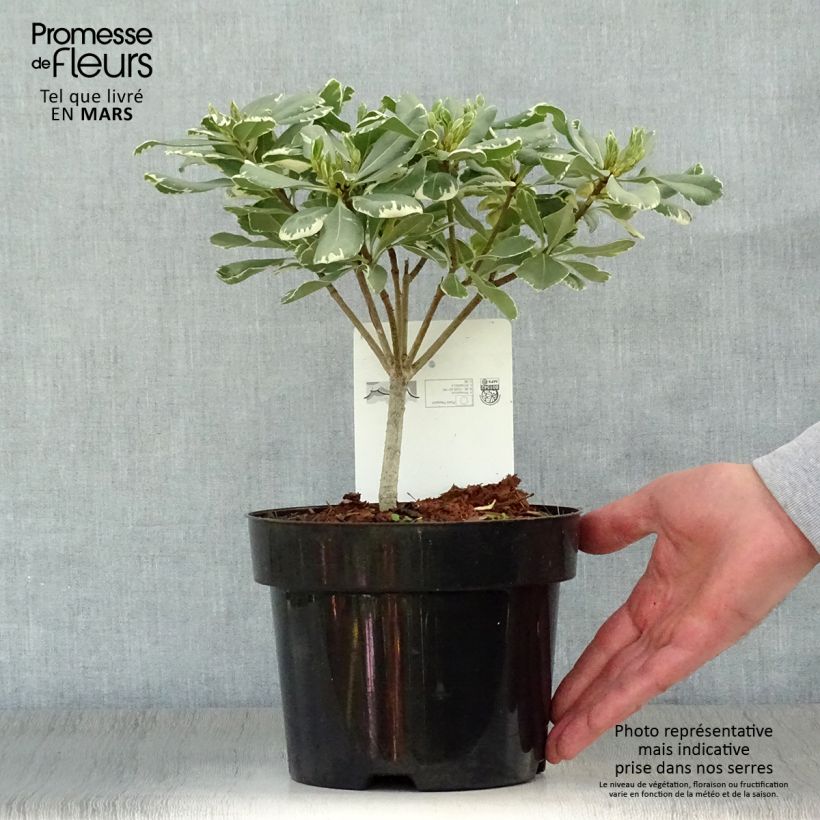 Example of Pittosporum tobira Variegatum Pot de 2L/3L as you get in printemps