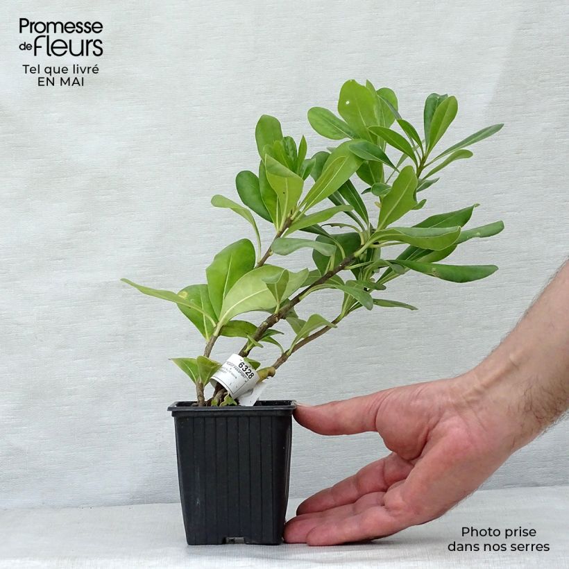 Example of Pittosporum tobira - Pittospore du Japon Godet de 8/9 cm as you get in printemps