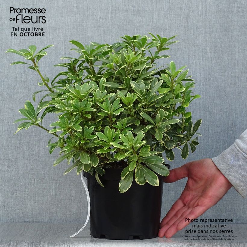 Spécimen de Pittosporum tobira nana Neige du mont Ventoux Pot de 3L/4L tel que livré en automne