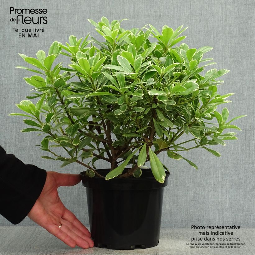 Spécimen de Pittosporum tobira nana Neige du mont Ventoux Pot de 3L/4L tel que livré au printemps