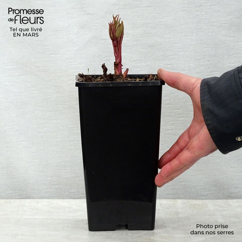 Spécimen de Pivoine Claire de Lune Pot de 3L/4L tel que livré au printemps