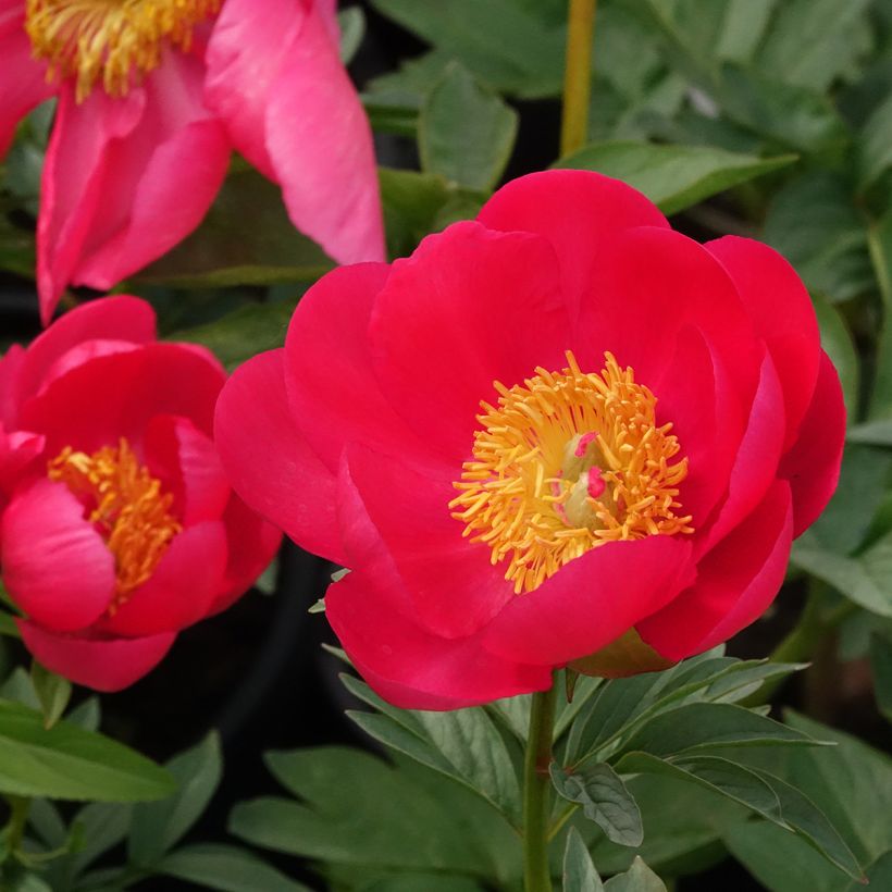 Pivoine Flame (Floraison)