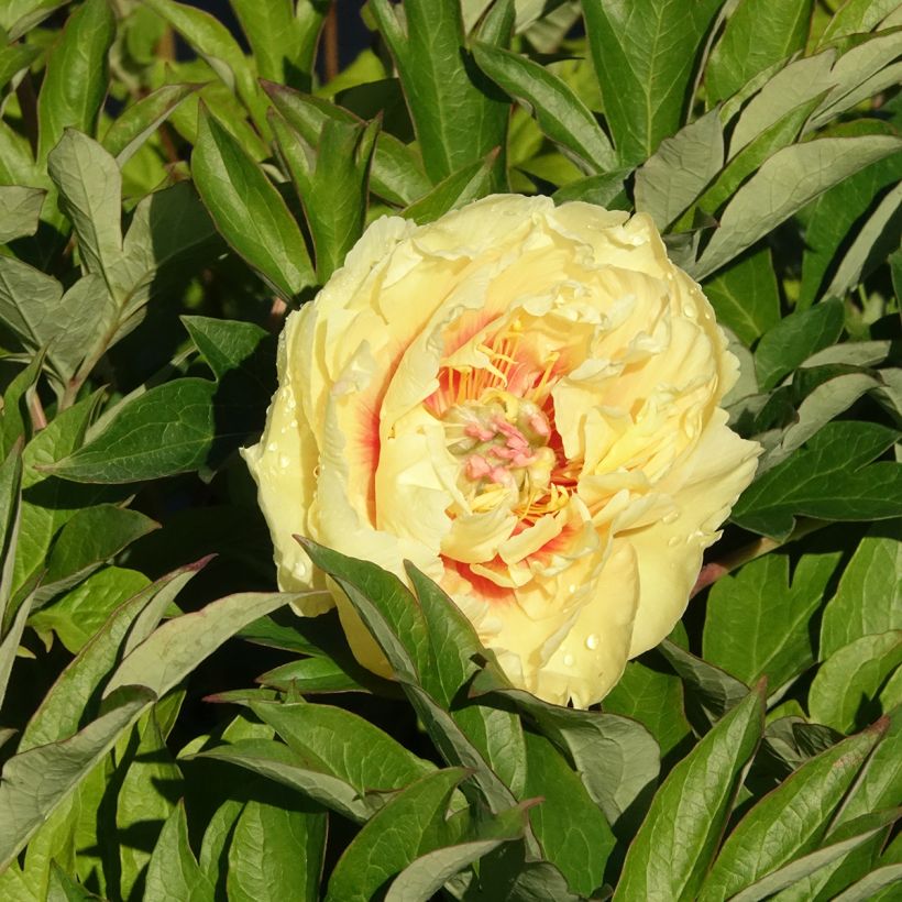Pivoine Itoh Bartzella (Floraison)