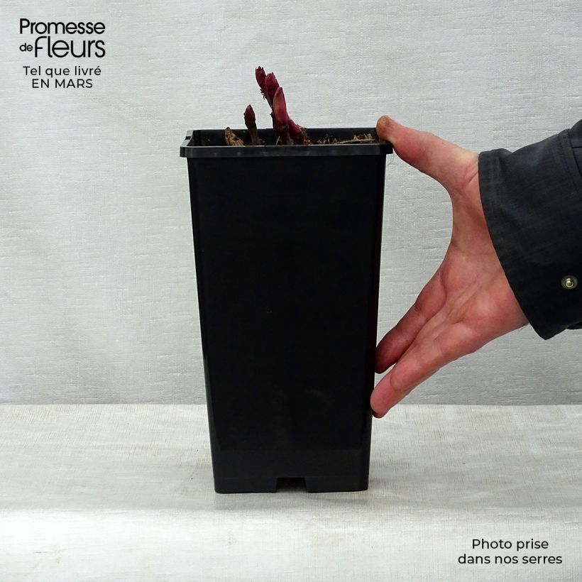 Spécimen de Pivoine Itoh Bartzella Pot de 3L/4L tel que livré au printemps