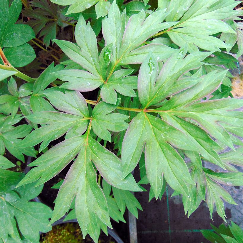 Pivoine Itoh Cora Louise (Feuillage)